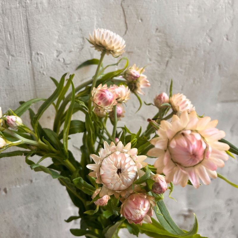 Blush strawflowers grown in West Bend, Wisconsin